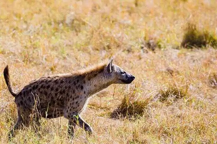 Spotted Hyena Wide Shot